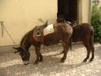 20070518T100518.jpg