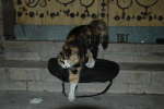 20080309T190812-j.jpg